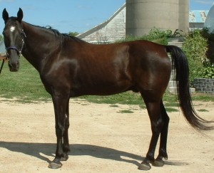 Indy relaxed and balanced after a cranio-sacral treatment.