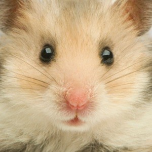 hamster